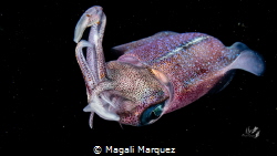 Caribbean Squid 
Bonfire dive Aguadilla Puerto Rico. by Magali Marquez 